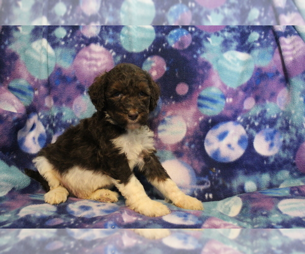 Medium Photo #5 Poodle (Standard) Puppy For Sale in JOICE, IA, USA