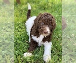 Small Photo #10 Aussiedoodle Puppy For Sale in YELM, WA, USA