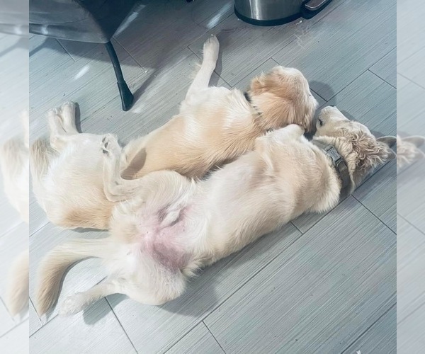 Medium Photo #8 English Cream Golden Retriever Puppy For Sale in YUMA, AZ, USA