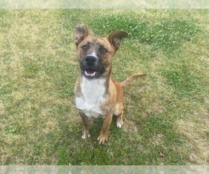Plott Hound-Unknown Mix Dogs for adoption in Grovetown, GA, USA