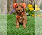 Image preview for Ad Listing. Nickname: Mini Bella
