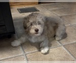 Small #4 Aussiedoodle-Labradoodle Mix