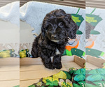 Small Photo #20 Bernedoodle (Miniature) Puppy For Sale in SPARTA, MO, USA