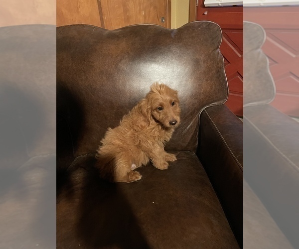 Medium Photo #3 Goldendoodle-Poodle (Standard) Mix Puppy For Sale in MODESTO, CA, USA