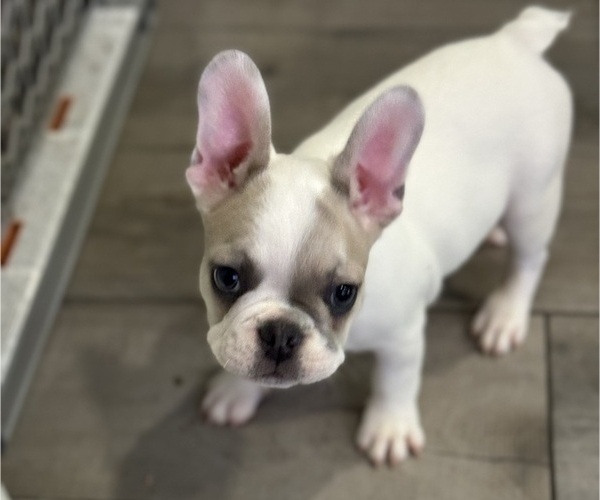 Medium Photo #3 French Bulldog Puppy For Sale in FULLERTON, CA, USA