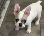 Small Photo #3 French Bulldog Puppy For Sale in FULLERTON, CA, USA