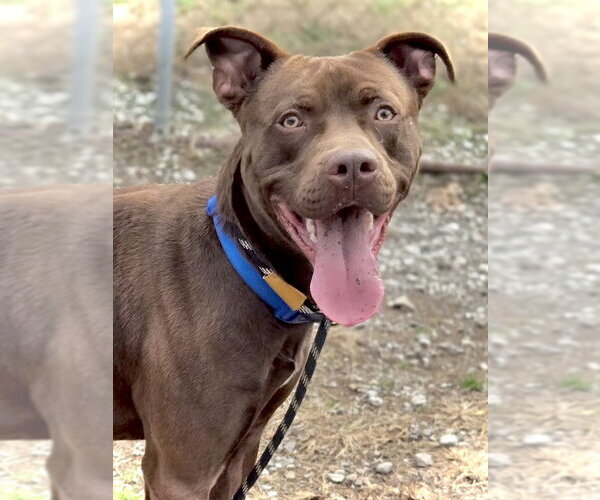 Medium Photo #4 American Pit Bull Terrier Puppy For Sale in Crandall, GA, USA