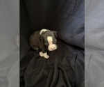 Puppy Puppy 4 Boxer