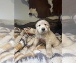 Small Photo #1 Golden Retriever Puppy For Sale in DICKINSON, TX, USA