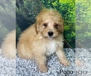 Poodle (Toy) Puppy for sale in AZLE, TX, USA