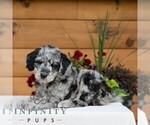 Small #4 Goldendoodle