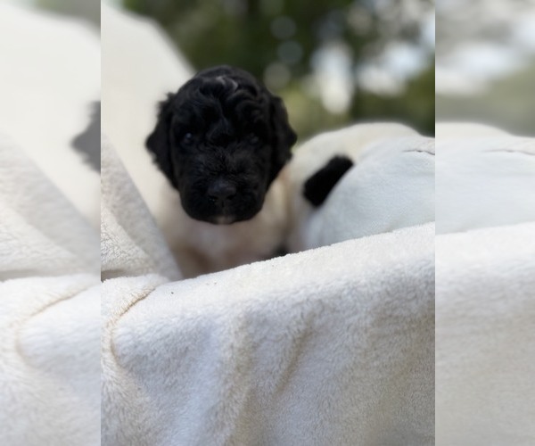 Medium Photo #49 Goldendoodle Puppy For Sale in PIERSON, FL, USA