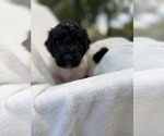 Small Photo #49 Goldendoodle Puppy For Sale in PIERSON, FL, USA
