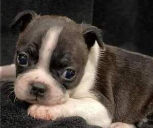 Boston Terrier Puppy for Sale in HICKORY, North Carolina USA