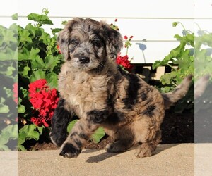 Goldendoodle Puppy for sale in LANCASTER, PA, USA