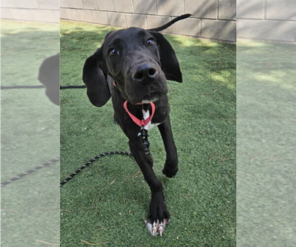 Medium Photo #2 Great Dane-Unknown Mix Puppy For Sale in Lakewood, CO, USA