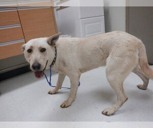 German Shepherd Dog Dogs for adoption in Oroville, CA, USA