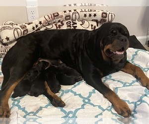 Rottweiler Puppy for sale in SMITHFIELD, NC, USA