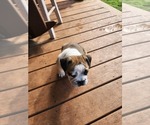 Small Photo #8 Bulldog Puppy For Sale in GOLDSBORO, NC, USA