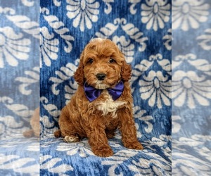 Cocker Spaniel-Poodle (Miniature) Mix Puppy for sale in NEW PROVIDENCE, PA, USA