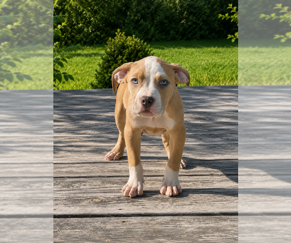 Medium Photo #2 American Bully Puppy For Sale in RICHMOND, VA, USA