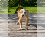Puppy Wolf American Bully
