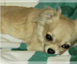 Chihuahua Puppy for sale in MIDDLEBURG, FL, USA