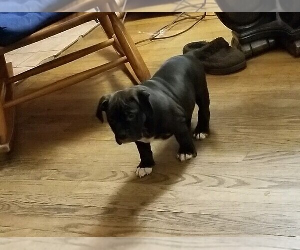 Medium Photo #10 American Bully Puppy For Sale in COLUMBUS, OH, USA