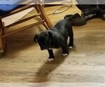 Small Photo #10 American Bully Puppy For Sale in COLUMBUS, OH, USA