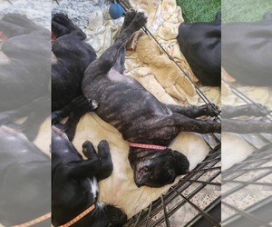 Cane Corso Puppy for sale in OSSEO, WI, USA