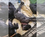 Small Photo #1 Cane Corso Puppy For Sale in OSSEO, WI, USA