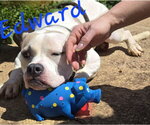 Small #3 American Staffordshire Terrier Mix