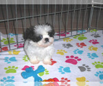 Small Photo #9 Shih Tzu Puppy For Sale in ORO VALLEY, AZ, USA