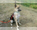 Small #5 German Shepherd Dog