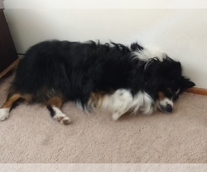 Father of the Australian Shepherd puppies born on 06/23/2026