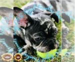 Small Photo #1 French Bulldog Puppy For Sale in ATHENS, GA, USA
