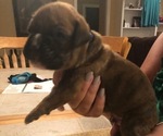 Puppy 3 Boxer