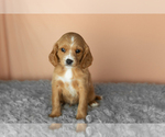 Small #2 Golden Cavadoodle