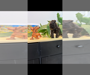 Schnauzer (Miniature) Puppy for Sale in HOUSTON, Texas USA
