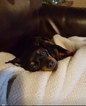 Small #21 Miniature Pinscher