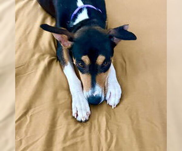 Medium Photo #6 Basenji-Rat Terrier Mix Puppy For Sale in McKinney, TX, USA