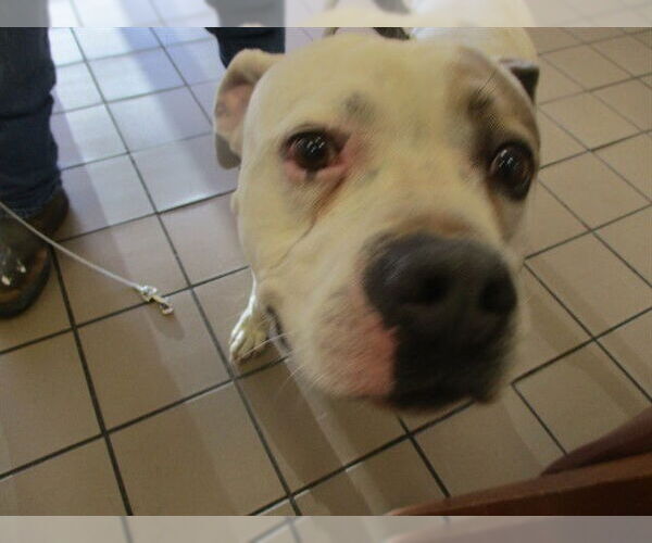 Medium Photo #1 American Bulldog Puppy For Sale in Ocala, FL, USA