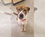 Small #2 Boxer Mix