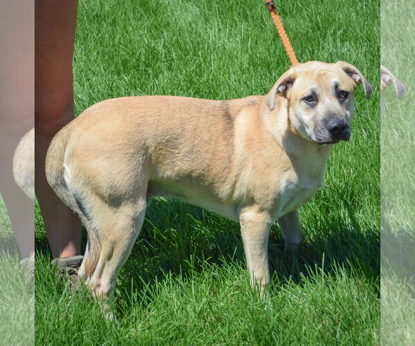 Medium Photo #2 German Shepherd Dog-Mountain Cur Mix Puppy For Sale in Huntley, IL, USA