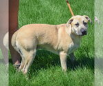 Small #1 German Shepherd Dog-Mountain Cur Mix