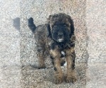 Small #10 Poodle (Miniature)-Poodle (Standard) Mix
