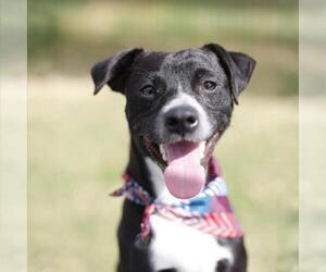 Mutt Dogs for adoption in San Antonio, TX, USA