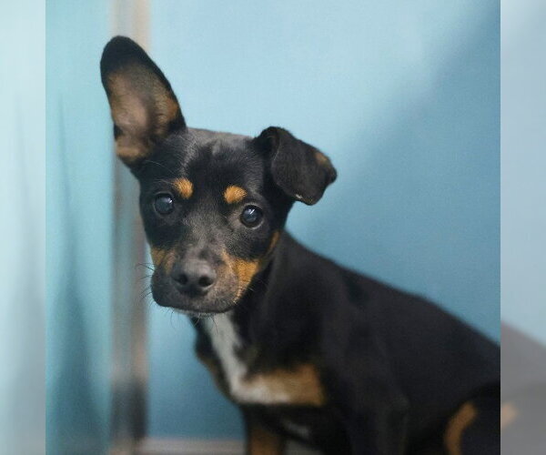 Medium Photo #1 Chihuahua-Unknown Mix Puppy For Sale in San Antonio, TX, USA