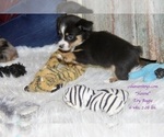 Small Photo #8 Aussie-Corgi-Miniature Australian Shepherd Mix Puppy For Sale in LIND, WA, USA