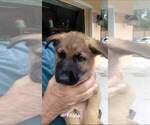 Small Photo #1 German Shepherd Dog Puppy For Sale in VENICE, FL, USA